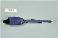 臺灣藍鵲藏品圖，第12張